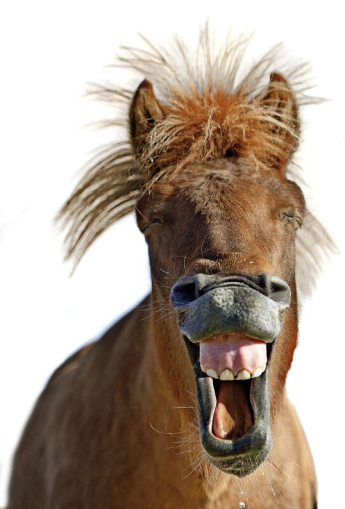 UNTER UNS Was zum Wiehern Kolumnen (Sonstige) Badische Zeitung