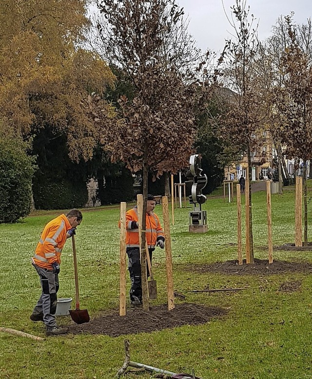 Zahlreiche junge Bume hat die Stadtg... Vollrath&#8217;schen Park gepflanzt.   | Foto: Gerhard Walser