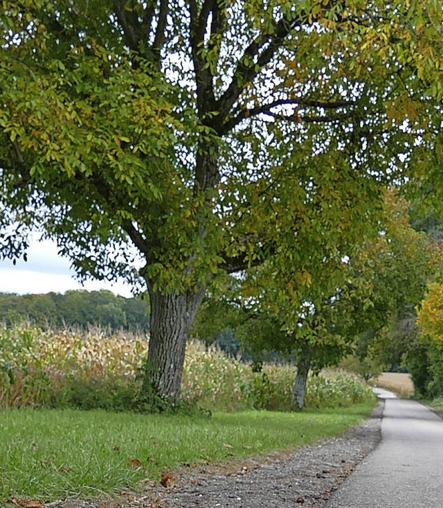 Auch Nussbume sollen bei Mappach gepflanzt werden.  | Foto: Victoria Langelott