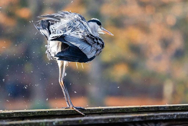 Graureiher im Seepark.  | Foto: Gerald M. Tautz