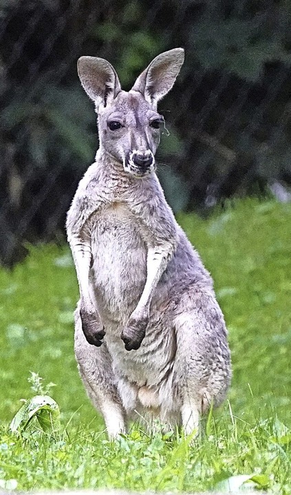 Ob Känguru, Berberaffe oder Schildkröt...burg büxen immer mal wieder Tiere aus.  | Foto: Luise Evers