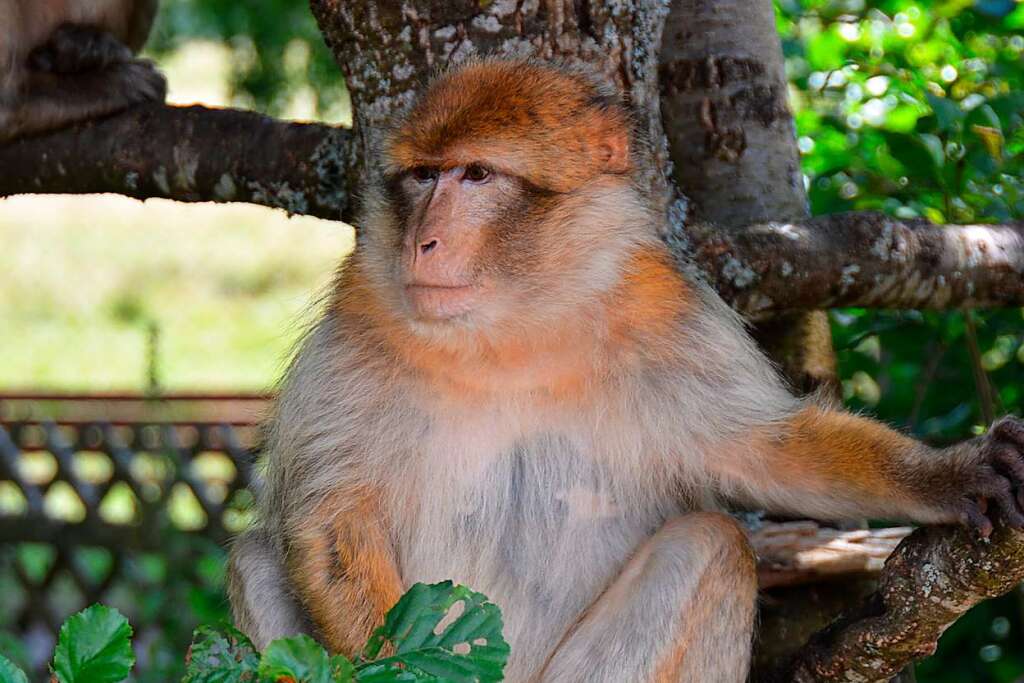 Animals keep escaping in the Freiburg region – Breisgau-Hochschwarzwald district