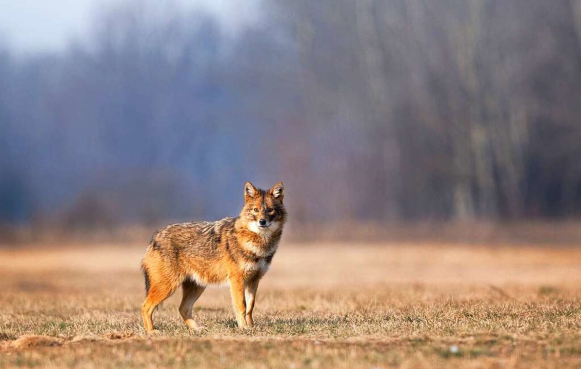 Goldschakale (Symbolfoto)  ähneln dem Wolf, sind aber viel kleiner.  | Foto: Budimir Jevtic  (stock.adobe.com)
