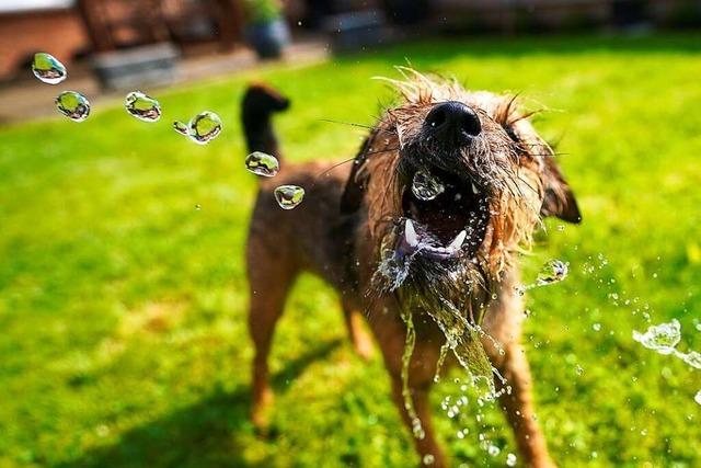 Kippenheim will die Hundesteuer erhhen