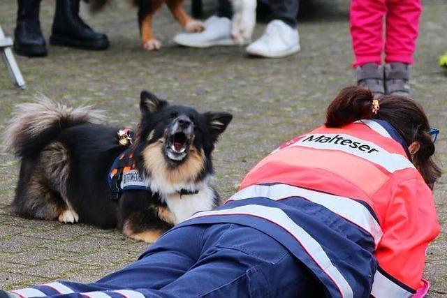 Erstes Fest des Hundes in Lörrach zeigt Facetten des Hundesports
