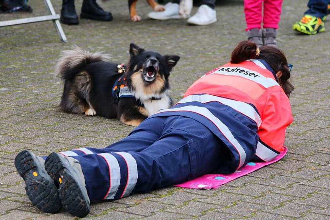 Vorführung der Rettungshundestaffel de... er eine hilflose Person gefunden hat.  | Foto: Katharina Bartsch