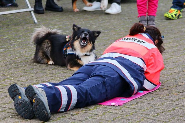 Vorfhrung der Rettungshundestaffel de... er eine hilflose Person gefunden hat.  | Foto: Katharina Bartsch