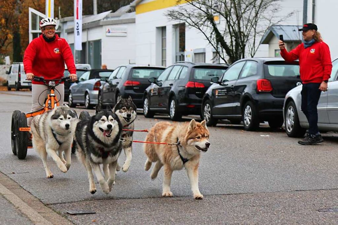 Wie Schlittenhunde auch ohne Schnee op...nnen, war am Fest des Hundes zu sehen.  | Foto: Katharina Bartsch