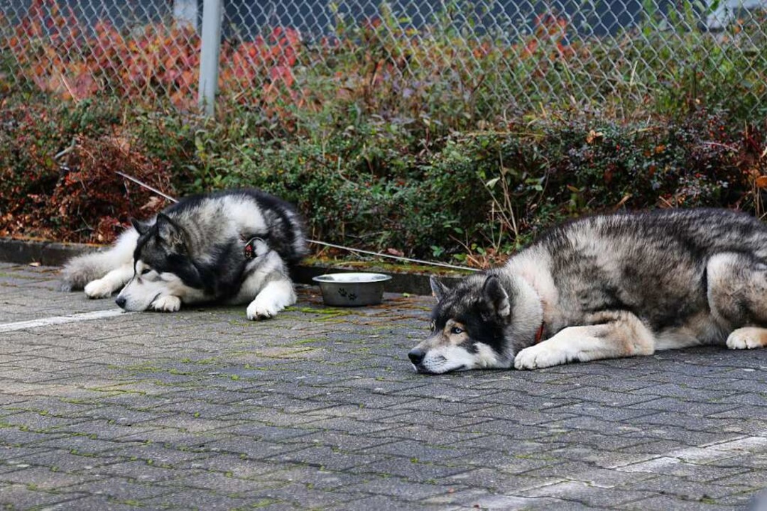 Schlittenhunde ganz entspannt unter sich.  | Foto: Katharina Bartsch