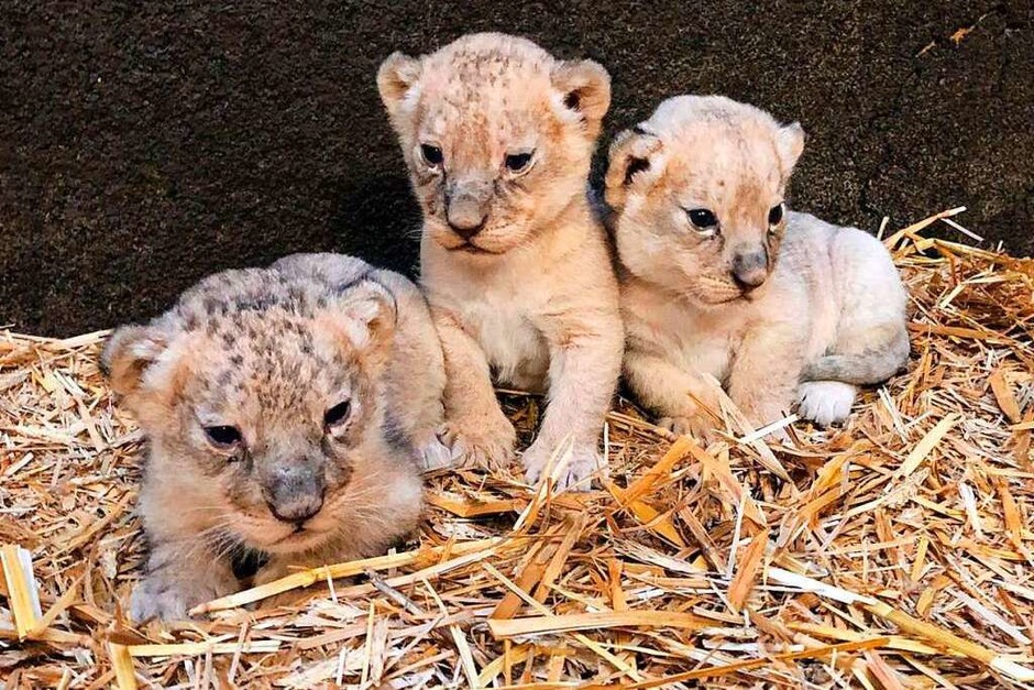 Die Löwendrillinge des Gelsenkirchener Zoos sind erstmals der Öffentlichkeit präsentiert worden. (Foto: Zoom Erlebniswelt Gelsenkirchen (dpa)) Die Löwendrillinge des Gelsenkirchener Zoos sind erstmals der Öffentlichkeit präsentiert worden. (Foto: Zoom Erlebniswelt Gelsenkirchen (dpa))