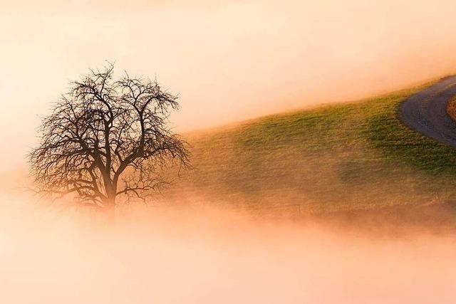 Baum im Nebel im Brettental