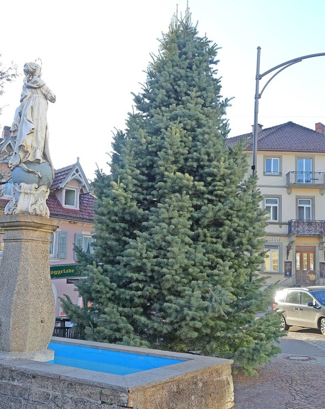 Diese Groe Kstentanne ist ein Pracht...rienbrunnen als Christbaum erstrahlen.  | Foto: Martha Weishaar