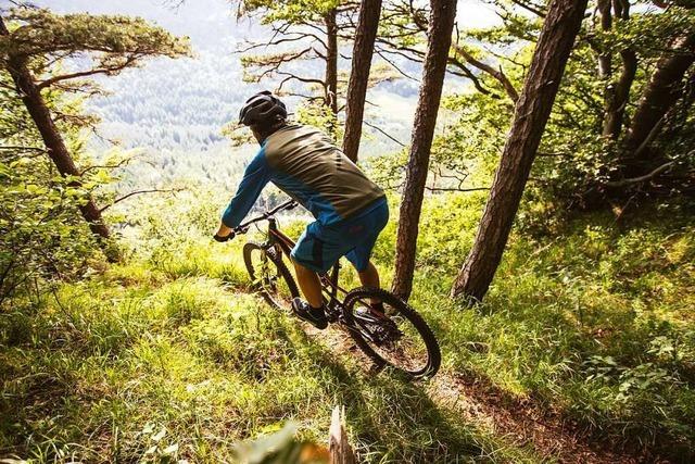 Rheinfelder Mountainbiker wollen legale Trails in den Wäldern