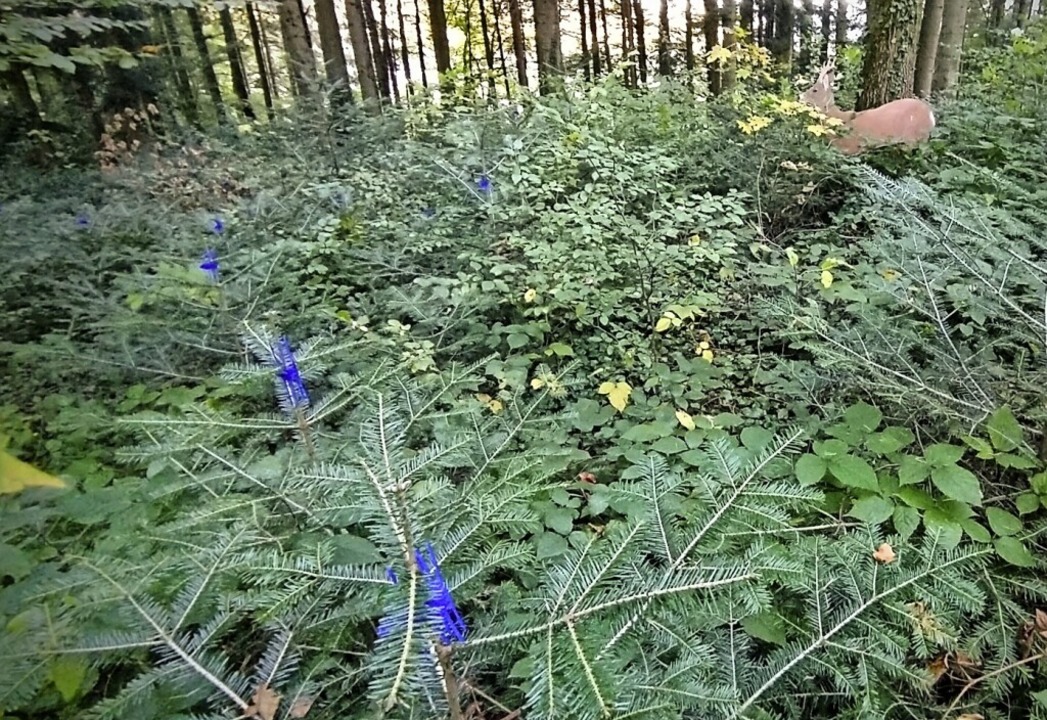 Die blauen Verbissschutzmanschetten sollen vor Wildschaden schützen.  | Foto: Kreisforstamt Emmendingen