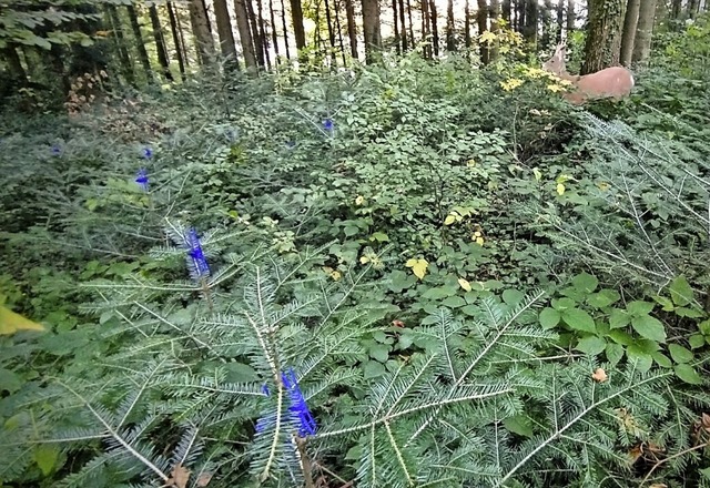 Die blauen Verbissschutzmanschetten sollen vor Wildschaden schtzen.  | Foto: Kreisforstamt Emmendingen