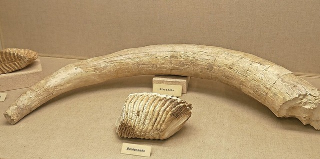 Der Mammutzahn aus der Eiszeit wurde bei Nollingen gefunden.   | Foto: Michael Gottstein