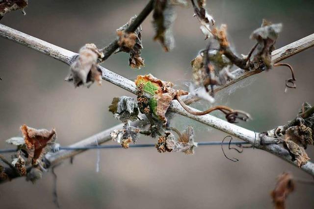 Buchholzer Winzer beklagen Ernteausfälle wegen Frost und Nässe