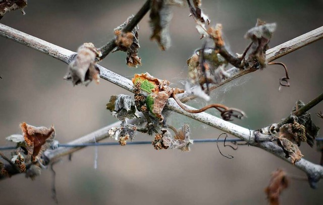 Eingegangene Triebe einer Rebe nach einer Frostnacht  | Foto: Fredrik von Erichsen