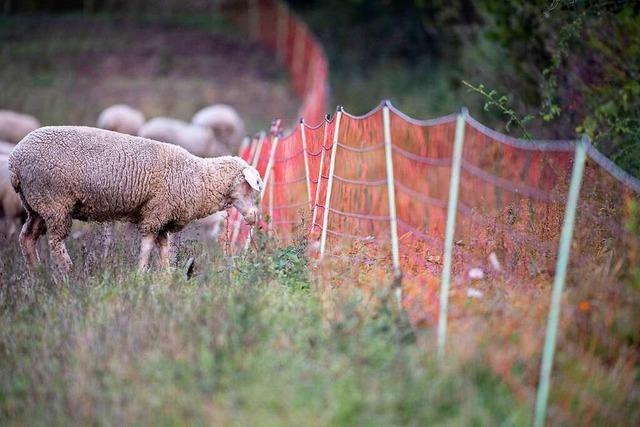 Jugendlicher soll in Rheinfelden ein Schaf stranguliert haben