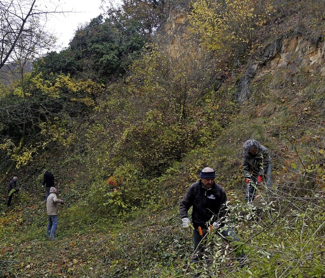 Bei der Pflegeaktion des Schwarzwaldve...uerst einmal selbst Platz verschaffen.  | Foto: Peter Lutz