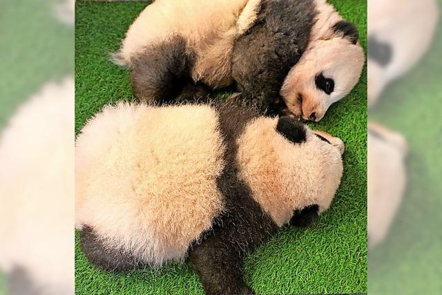 Panda-Nachwuchs