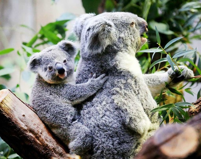 Koalabrenfamilie  | Foto: Roland Weihrauch (dpa)