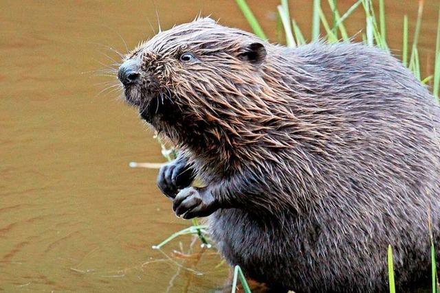 Biber baut seine Dmme neben einer alten Mllhalde bei Titisee