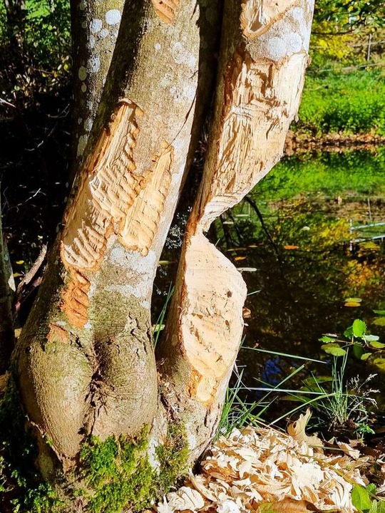 Biber gegen Baum &#8211; wer hier verliert, ist klar.  | Foto: Nadine Klossek-Lais