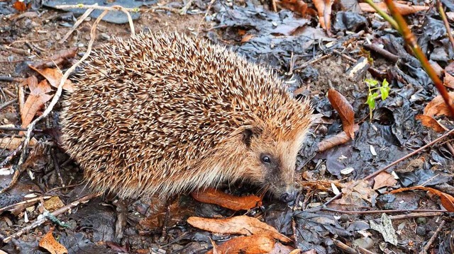 Diesen Igel mchte man am liebsten streicheln.  | Foto: Petra Pomp