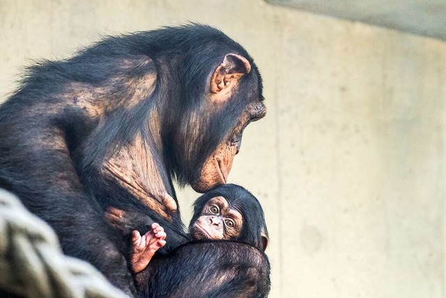 Eine Initiative fordert in Basel Grund...ie hier die Schimpansen im Basler Zoo.  | Foto: Zoo Basel (Torben Weber)