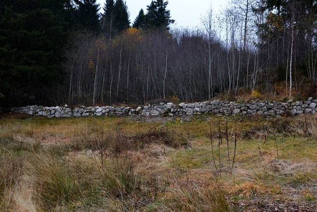 Kreuzottern, Eidechsen und verschieden...ten leben in dem historischen Gemuer.  | Foto: Christiane Sahli