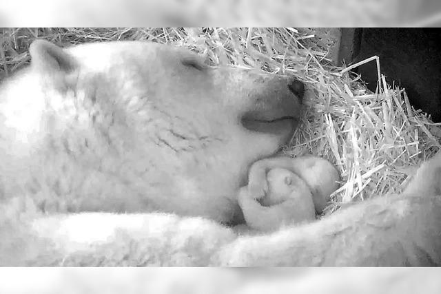 Eisbr-Zwillinge im Rostocker Zoo geboren