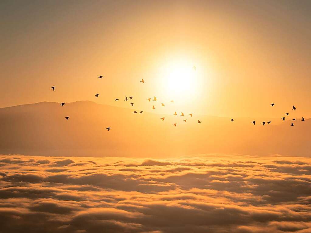 Der Blick vom Eichelspitzturm ber den Nebel