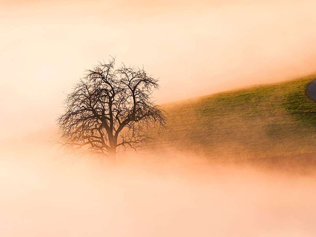 Ein faszinierendes Schauspiel bot sich in Freiamt, als der Nebel bei untergehender Sonne aus dem Brettental nach oben in Richtung Hnersedel stieg.