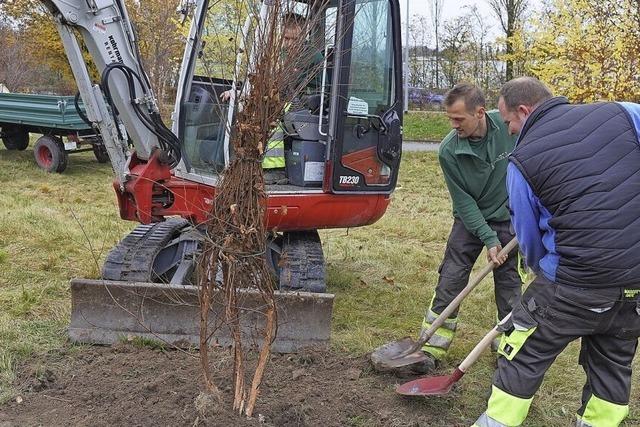 Bau- und Gartenbetrieb pflanzt 115 Bäume