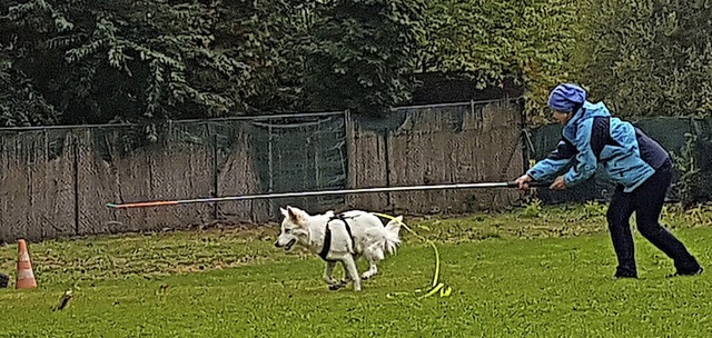 Ein Hund bei seinem Training zum Therapiebegleithund.  | Foto: Privat