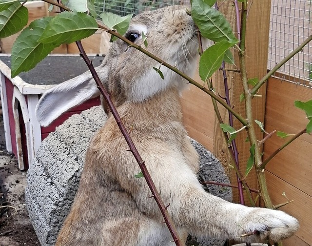 Kaninchen Timmy bei seiner Lieblingsbeschftigung: dem Essen.  | Foto: Privat