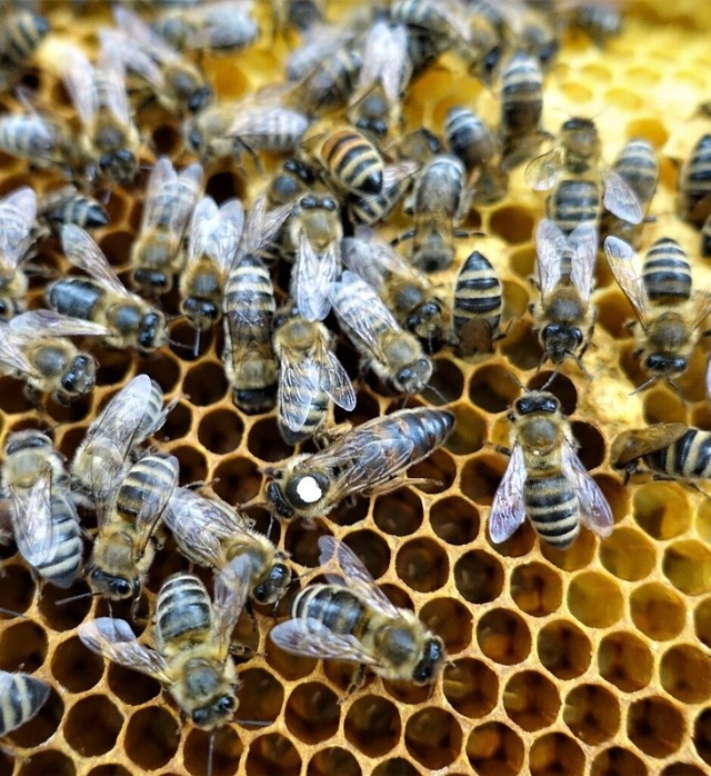 Bienen beim Befllen ihrer Waben   | Foto: Guilhem Fernandez
