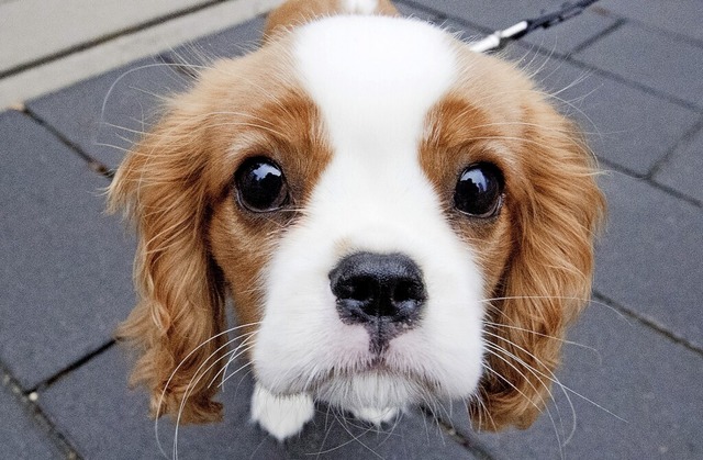 Se Knopfaugen und lange Schlappohren...n alter Cavalier King Charles Spaniel.  | Foto: Julian Stratenschulte