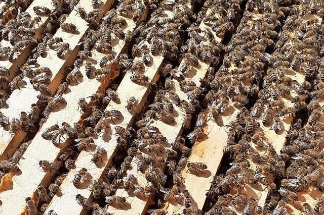 Die Bienenknigin kann bis zu fnf Jahre alt werden