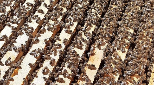 Bienen fliegen pro Tag zwischen 800 und 1500 Meter. | Foto: Privat Bienen fliegen pro Tag zwischen 800 und 1500 Meter. | Foto: Privat