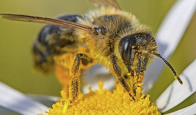 Eine Biene auf Nektar-Suche  | Foto: Patrick Pleul (dpa)