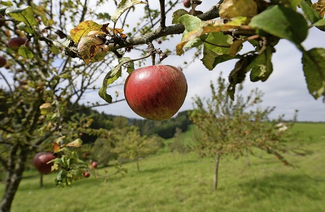 Auch Streuobstwiesen sind schtzenswerte Gebiete.  | Foto: Patrick Seeger (dpa)