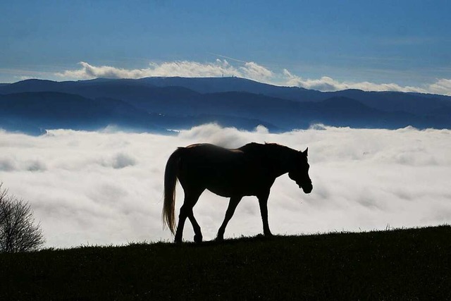 Ein einsames Pferd auf der Koppel, wie...inem neuen Schndungsfall eher selten.  | Foto: Jrg Eckert
