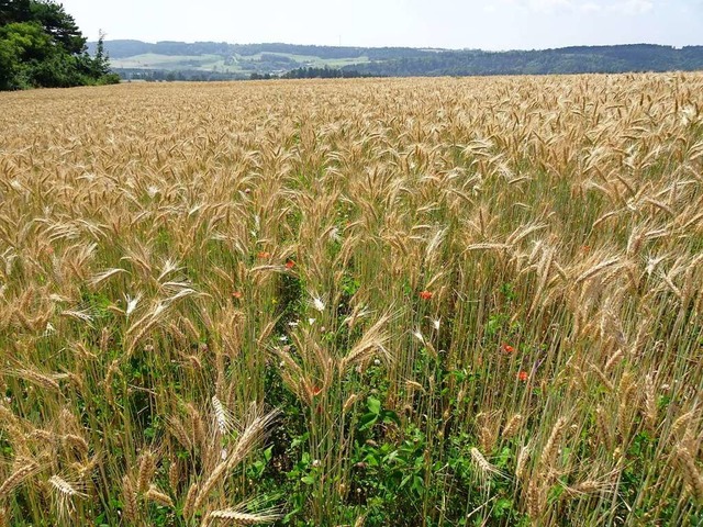 Getreidefelder mit blhender Untersaat...ein guter Lebensraum  fr  Wildbienen.  | Foto: Regierungsprsidium Freiburg