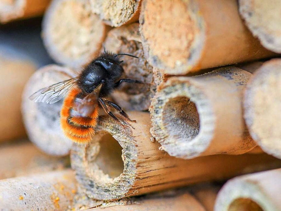Eine Wildbiene erkundet ein Insektenhotel.  | Foto: Patrick Pleul (dpa)