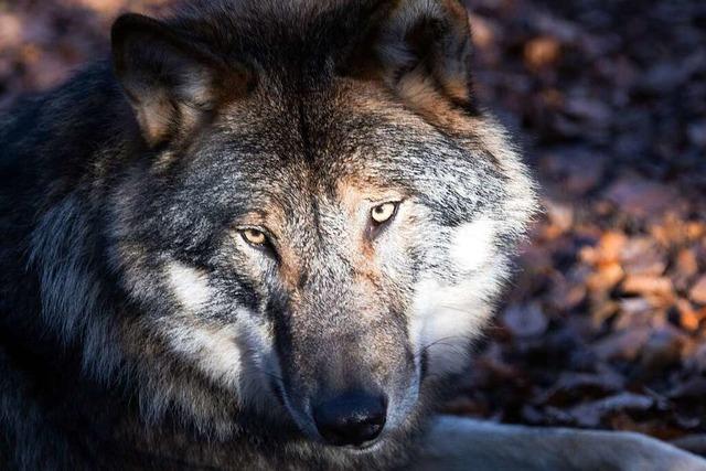 Totes Kalb entdeckt – Untersuchungen auf Wolfsriss laufen