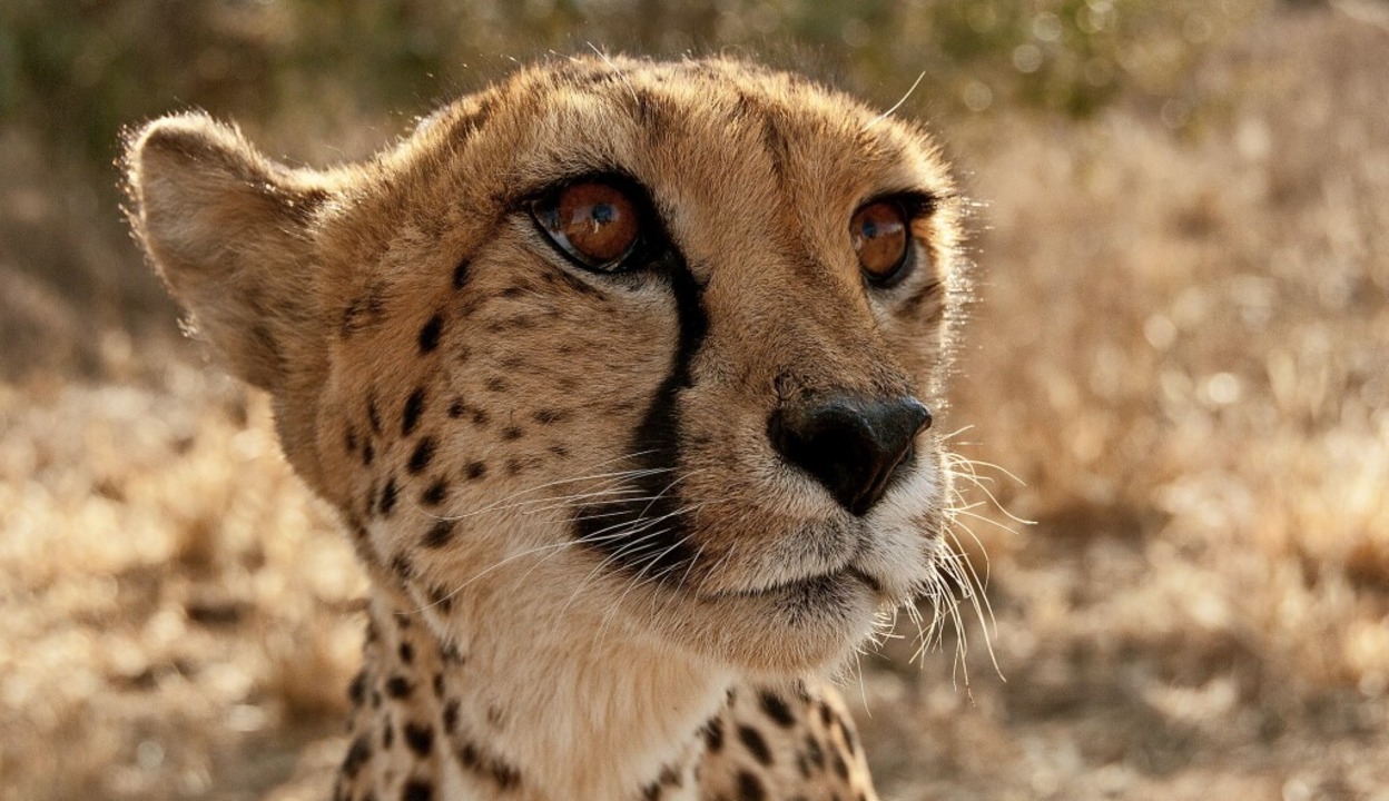 Geparde sind die Sprinter unter den Ra... Etwa 1500 von ihnen leben in Namibia.  | Foto: Andrea Schiffner