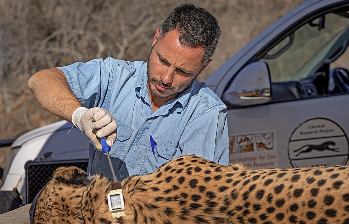 Die Geparde werden betäubt und mit einem GPS-Halsband ausgerüstet.  | Foto: Jan Zwilling_Leibniz-IZW Cheetah Research Project