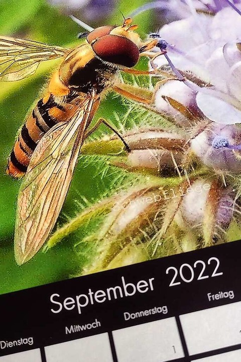 Die Schwebfliege ist das Motiv auf dem September-Kalenderblatt.  | Foto: Privat